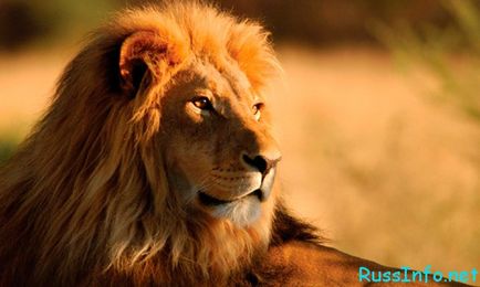 Гороскоп на серпень 2017 роки для лева фінансовий, любовний і здоров'я