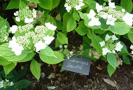 Hortensia din Ural, în creștere în aer liber