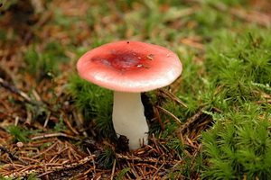 Ciuperci russula fotografie și descriere cum să se facă distincția dintre rumenele comestibile și alte ciuperci