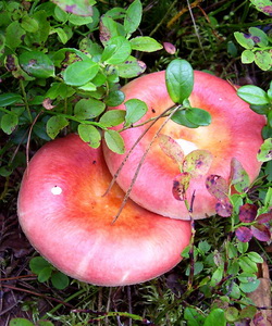 Gomba Russula fénykép és egy leírást, hogy hogyan lehet megkülönböztetni az ehető gombát más Russula