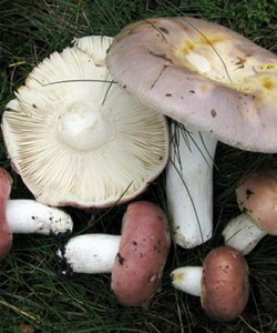 Gomba Russula fénykép és egy leírást, hogy hogyan lehet megkülönböztetni az ehető gombát más Russula