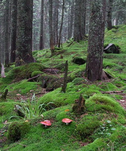 Gomba Russula fénykép és egy leírást, hogy hogyan lehet megkülönböztetni az ehető gombát más Russula