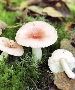 Ciuperci russula fotografie și descriere cum să se facă distincția dintre rumenele comestibile și alte ciuperci