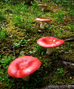 Ciuperci russula fotografie și descriere cum să se facă distincția dintre rumenele comestibile și alte ciuperci