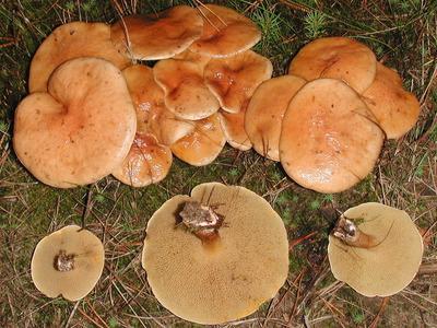 Descrierea rinichilor din ciuperci, habitat, valoare culinară