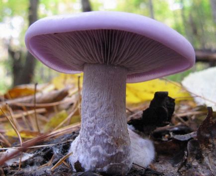 Gomba lila tölcsérpereszke fotó és leírás (blewits) Gomba lila tölcsérpereszke fotó és leírás