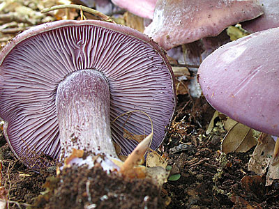 Mushroom ryadovka violet fotografie și descriere