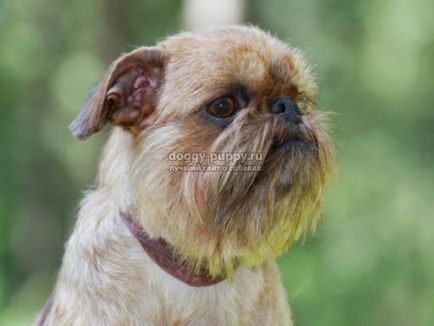 Griffon Brussel caracteristici rasa, preț și fotografie