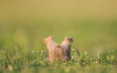 Rozătoarele, rozătoare, veverițe, veverite, porci de guineea, iepuri, sinsile, hamsteri, hamsteri, castor,