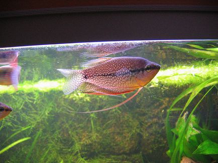 Gourami, fajok és tenyésztési