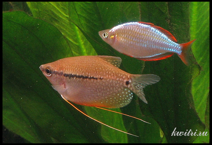 Gourami, fajok és tenyésztési