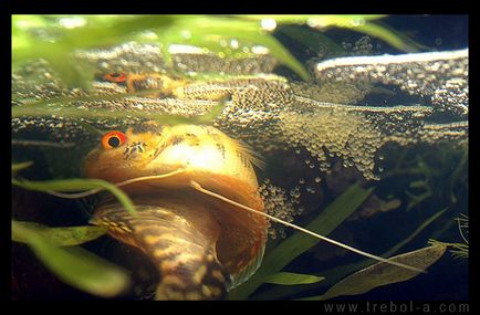 Gourami, fajok és gazdálkodási (az akvárium vízszint) Gourami, fajok és tenyésztési