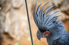 Ierusalimul Biblical Zoo, Ierusalim