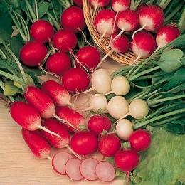 Informații pentru iubitorii de legume proprietati utile de ridichi