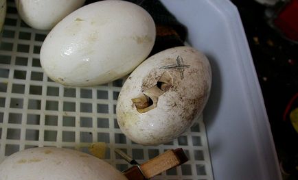 Incubarea tabelului de ieșire a ouălor de gâște, temperatura, ca și urmărirea
