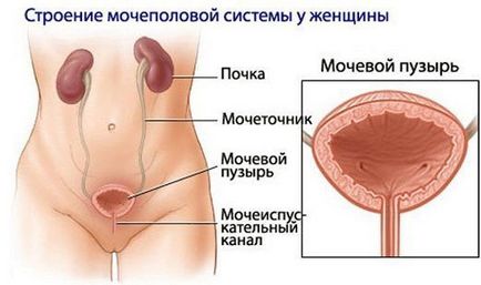 Інстиляція сечового міхура коларголом, протарголом і димексидом