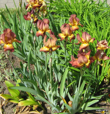 Iris - flori