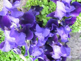 Iris - flori