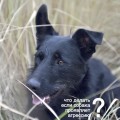 A történelem Chelsea, a szuper-dog (Chelsea) A történelem Chelsea, a szuper-dog