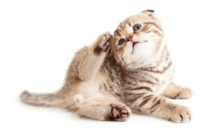 Як і чим лікувати пронос у кішки