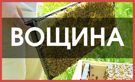 Mik csalánkiütés a méhek