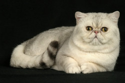 Ce rase de pisici domestice sunt caracterizate de caracter calm
