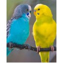 Cum să scalzi un papagal, articole despre animale