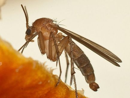 Як позбутися від комарів без отруйної «хімії» 9 крутих способів - фактрум