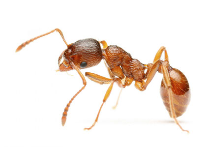 Cum să scapi de furnici în casă - alegerea mijloacelor