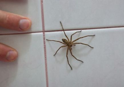 Cum să scapi de păianjeni într-o casă privată, respingătoare de insecte