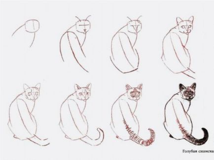 Milyen szép, hogy dolgozzon lépésről lépésre macskák - hogyan kell felhívni a karakter Winx Winx döntetlen szakaszaiban