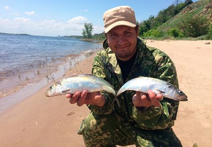 Hogyan lehet elkapni a hering a Volga és a Don - különösen a halászati