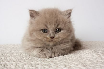 Як назвати британську кішку - список найкрасивіших імен