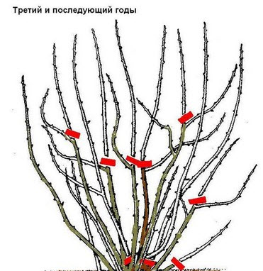 Як обрізати чорну смородину