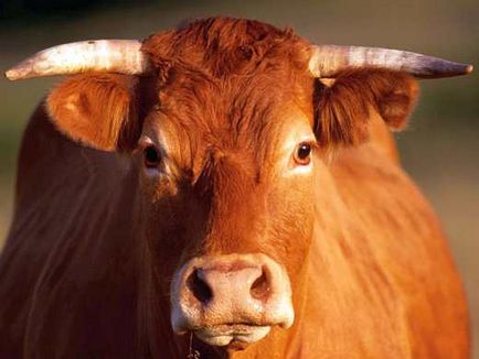 Як визначити вік корови киргизкорм