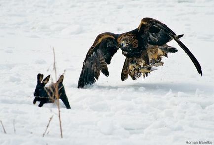 Cum vulturii vânează - 2