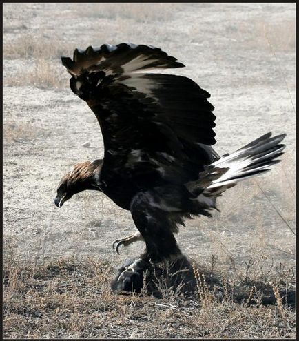 Cum vulturii vânează - 2