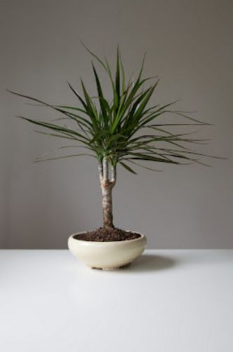 Mi szükséges a bankot Dracaena marginata