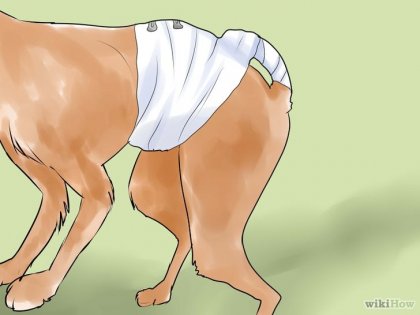 Як перебинтувати хвіст собаці