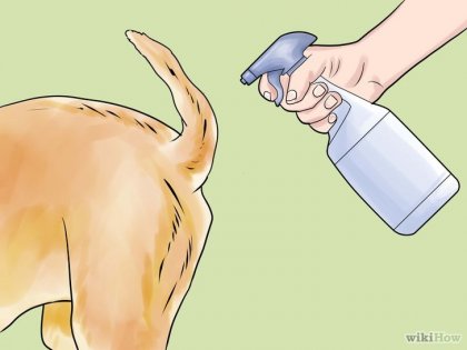 Cum să îmbraci coada unui câine