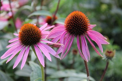 Cum să bei tinctura de Echinacea pentru imunitate