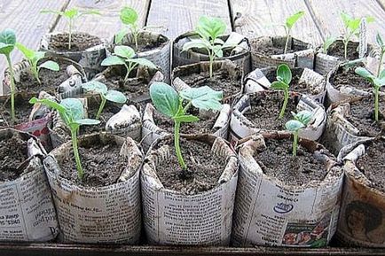 Як отримати ранній урожай огірків - блог три і нічка