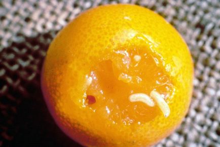 Як правильно вибрати мандарини приховані небезпеки ароматних плодів