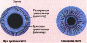 Як працює і називається м'яз, що розширює зіниці