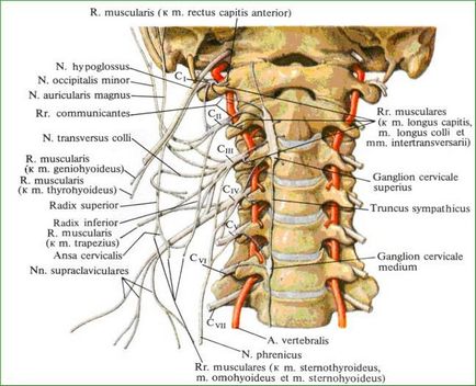 Cum sunt considerate vertebrele în coloana vertebrală