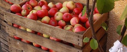 Cum să păstreze merele în apartament - sfaturi de țară