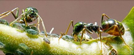 Cum de a salva copacii de la furnici