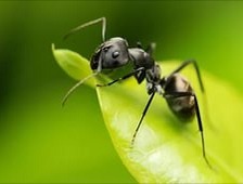 Cum de a salva copacii de la furnici