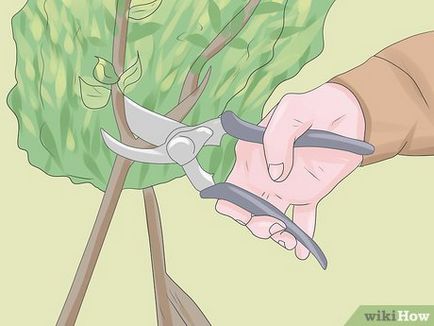 Cum să omori un voles