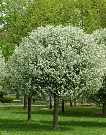 Hogyan lehet díszíteni a helyszínen fákkal és ernyős gömb alakú koronát